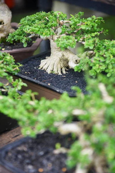 Ayrıntılı olarak Bonsai Ağacı ve kapatın