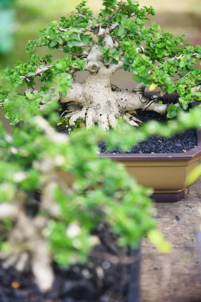 Ayrıntılı olarak Bonsai Ağacı ve kapatın