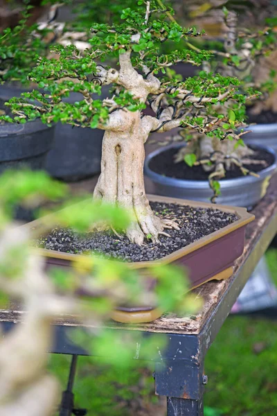 Ayrıntılı olarak Bonsai Ağacı ve kapatın