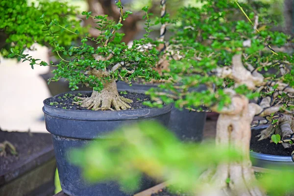 Ayrıntılı olarak Bonsai Ağacı ve kapatın