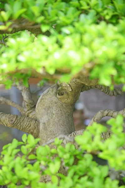Ayrıntılı olarak Bonsai Ağacı ve kapatın