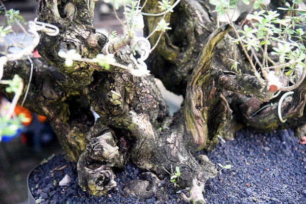 Ayrıntılı olarak Bonsai Ağacı ve kapatın