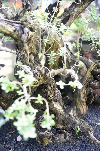 Ayrıntılı olarak Bonsai Ağacı ve kapatın