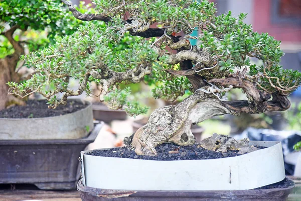 Ayrıntılı olarak Bonsai Ağacı ve kapatın