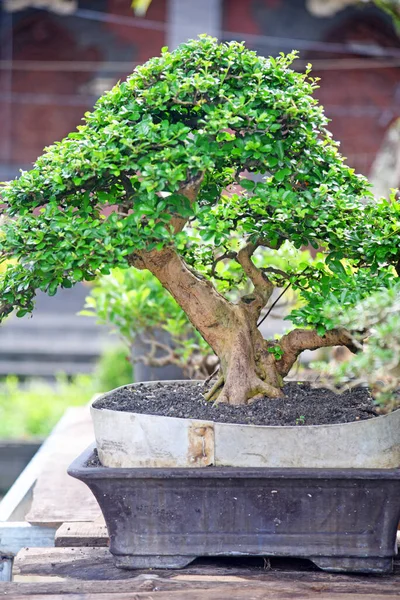 Ayrıntılı olarak Bonsai Ağacı ve kapatın