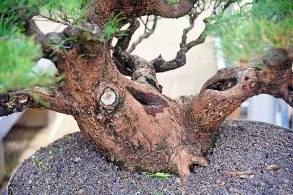 Ayrıntılı olarak Bonsai Ağacı ve kapatın