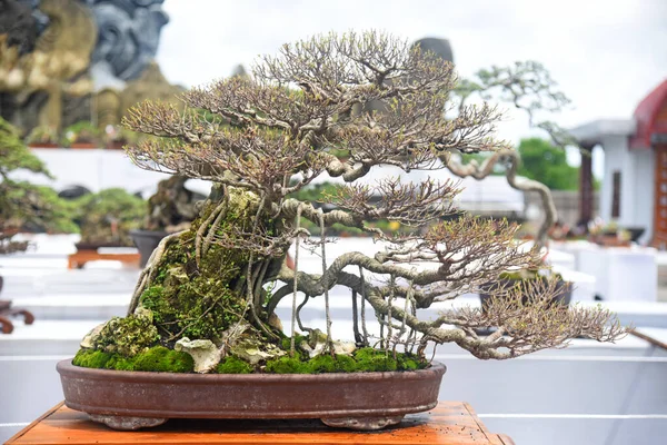 Ayrıntılı olarak Bonsai Ağacı ve kapatın
