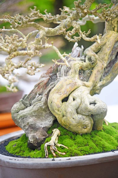 Ayrıntılı olarak Bonsai Ağacı ve kapatın