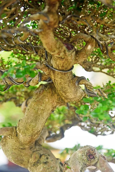 Ayrıntılı olarak Bonsai Ağacı ve kapatın