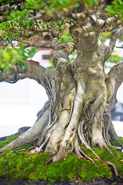 Ayrıntılı olarak Bonsai Ağacı ve kapatın