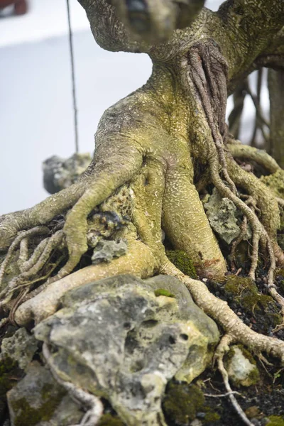 Ayrıntılı olarak Bonsai Ağacı ve kapatın