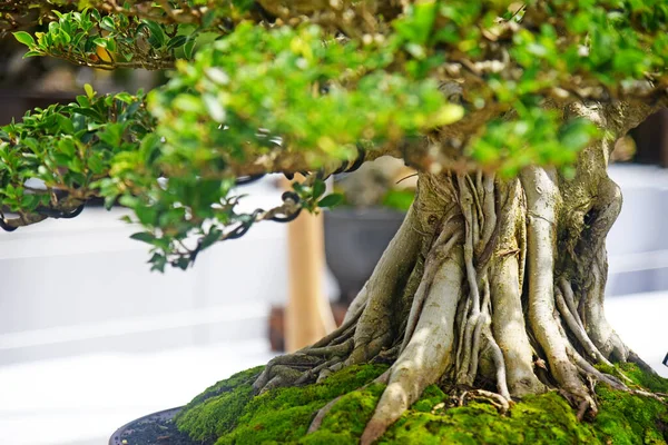 Ayrıntılı olarak Bonsai Ağacı ve kapatın