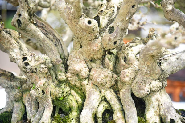 Ayrıntılı olarak Bonsai Ağacı ve kapatın