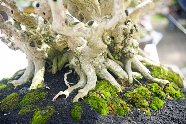 Ayrıntılı olarak Bonsai Ağacı ve kapatın