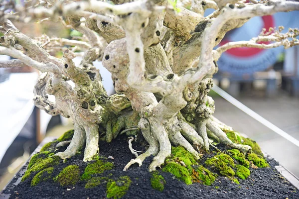 Ayrıntılı olarak Bonsai Ağacı ve kapatın