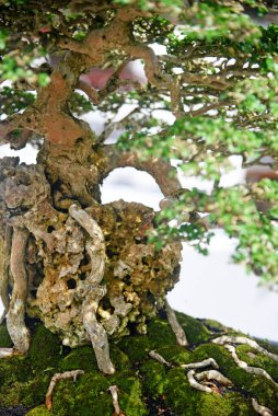 Ayrıntılı olarak Bonsai Ağacı ve kapatın