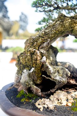 Ayrıntılı olarak Bonsai Ağacı ve kapatın