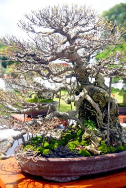 Ayrıntılı olarak Bonsai Ağacı ve kapatın