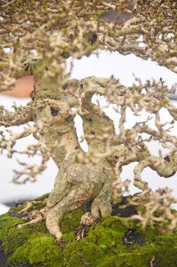 Ayrıntılı olarak Bonsai Ağacı ve kapatın