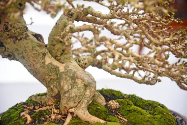 Ayrıntılı olarak Bonsai Ağacı ve kapatın