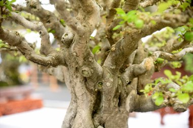 Ayrıntılı olarak Bonsai Ağacı ve kapatın