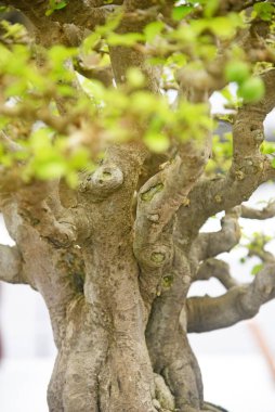 Ayrıntılı olarak Bonsai Ağacı ve kapatın