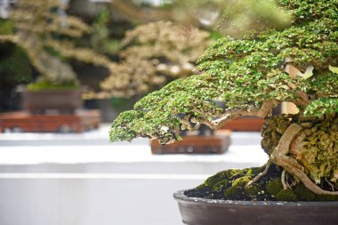 Ayrıntılı olarak Bonsai Ağacı ve kapatın
