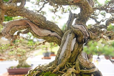 Ayrıntılı olarak Bonsai Ağacı ve kapatın