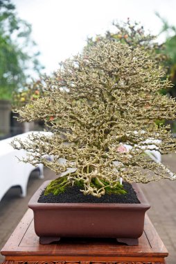 Ayrıntılı olarak Bonsai Ağacı ve kapatın