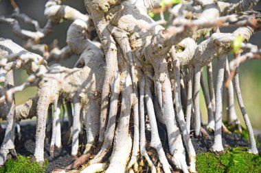 Ayrıntılı olarak Bonsai Ağacı ve kapatın