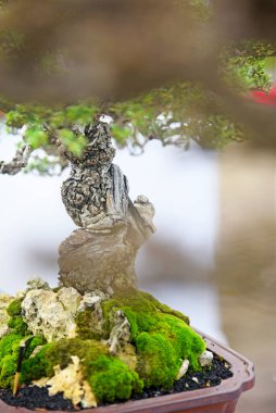 Ayrıntılı olarak Bonsai Ağacı ve kapatın