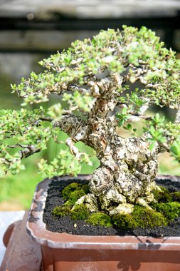 Ayrıntılı olarak Bonsai Ağacı ve kapatın