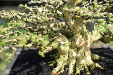 Ayrıntılı olarak Bonsai Ağacı ve kapatın