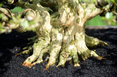 Ayrıntılı olarak Bonsai Ağacı ve kapatın