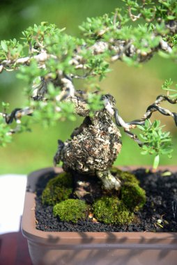 Ayrıntılı olarak Bonsai Ağacı ve kapatın
