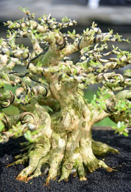 Ayrıntılı olarak Bonsai Ağacı ve kapatın