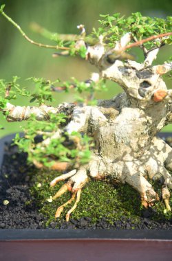Ayrıntılı olarak Bonsai Ağacı ve kapatın