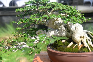 Ayrıntılı olarak Bonsai Ağacı ve kapatın