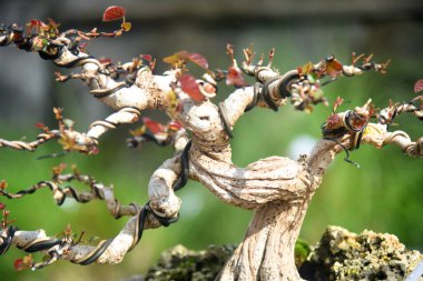 Ayrıntılı olarak Bonsai Ağacı ve kapatın