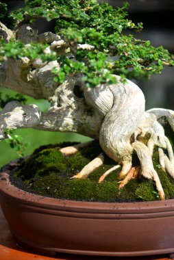 Ayrıntılı olarak Bonsai Ağacı ve kapatın