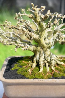 Ayrıntılı olarak Bonsai Ağacı ve kapatın