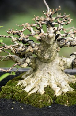 Ayrıntılı olarak Bonsai Ağacı ve kapatın