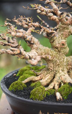 Ayrıntılı olarak Bonsai Ağacı ve kapatın