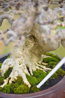 Ayrıntılı olarak Bonsai Ağacı ve kapatın