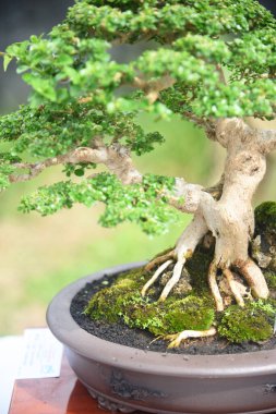 Ayrıntılı olarak Bonsai Ağacı ve kapatın