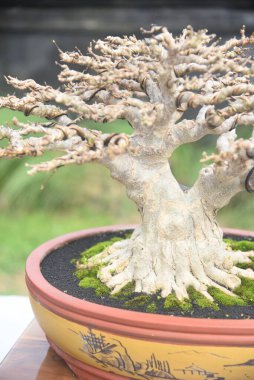 Ayrıntılı olarak Bonsai Ağacı ve kapatın