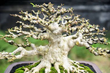 Ayrıntılı olarak Bonsai Ağacı ve kapatın