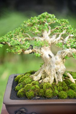 Ayrıntılı olarak Bonsai Ağacı ve kapatın