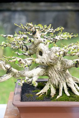 Ayrıntılı olarak Bonsai Ağacı ve kapatın