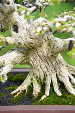 Ayrıntılı olarak Bonsai Ağacı ve kapatın